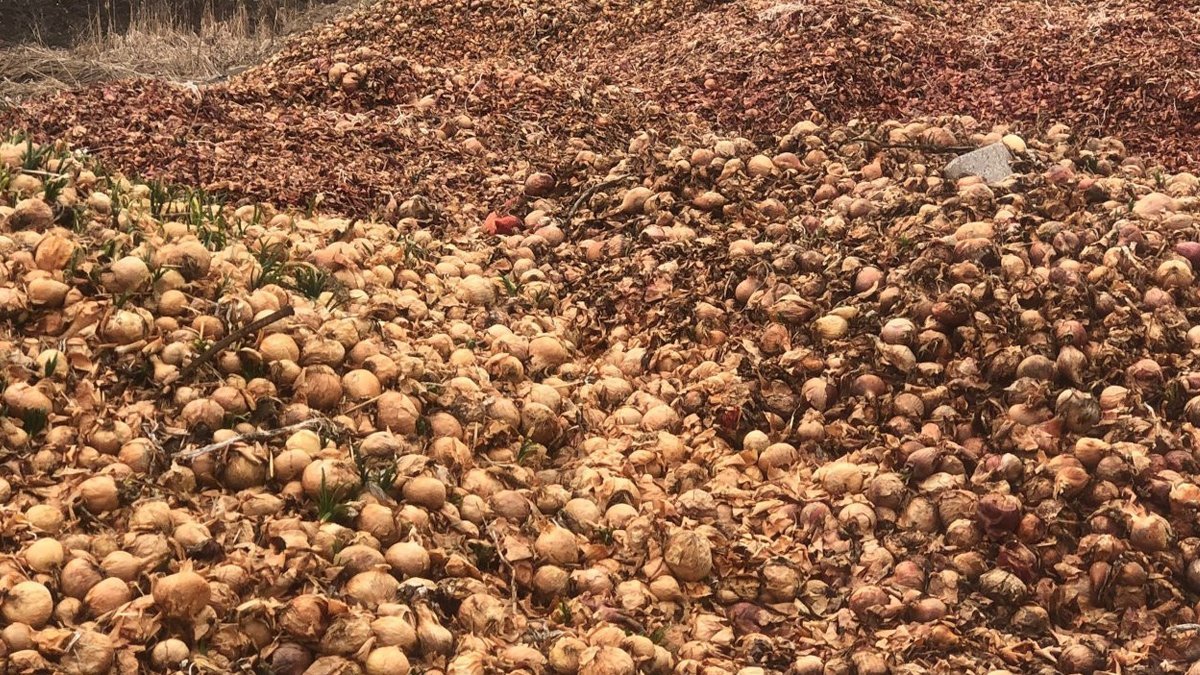 Çorum'da tonlarca soğan yol kenarına döküldü