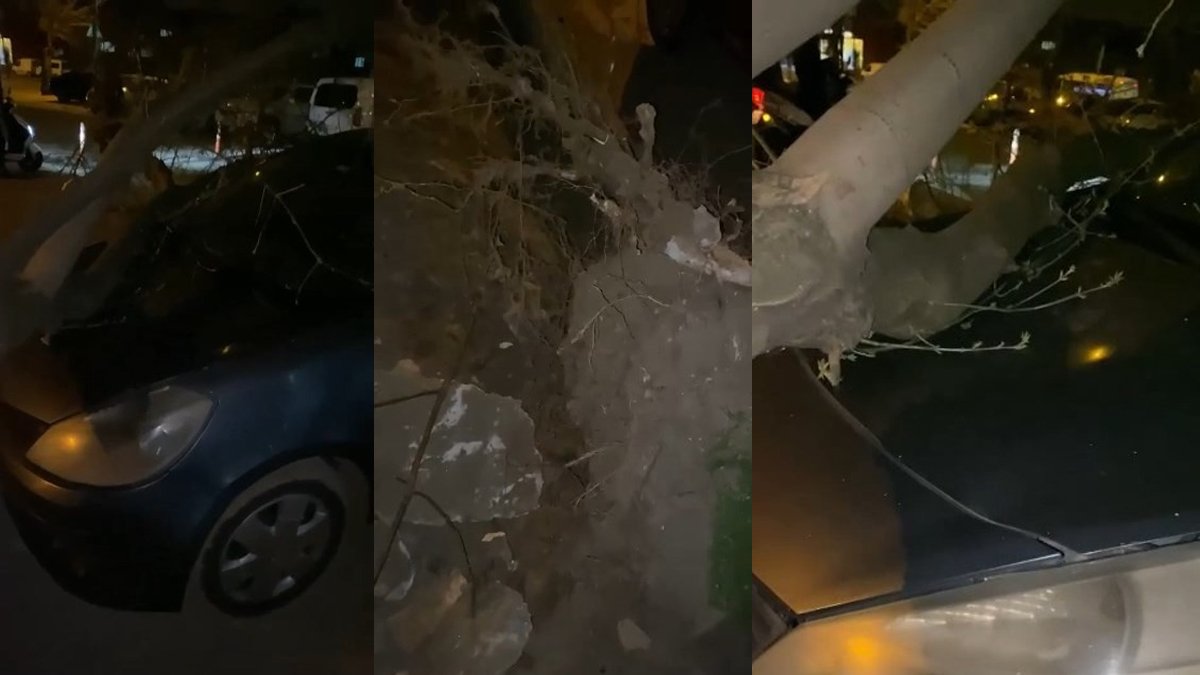 Bursa’da lodosun etkisiyle ağaçlar araçların üzerine devrildi