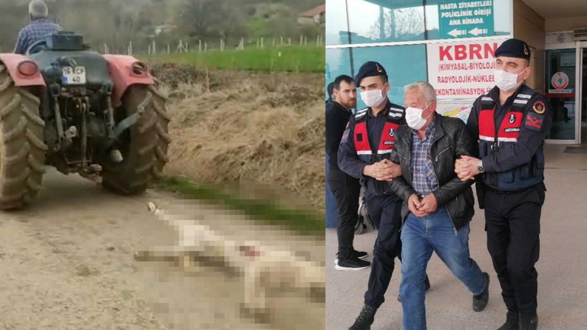 Öldürdüğü hamile köpeği traktörün arkasında sürüklemişti: Zanlı serbest bırakıldı
