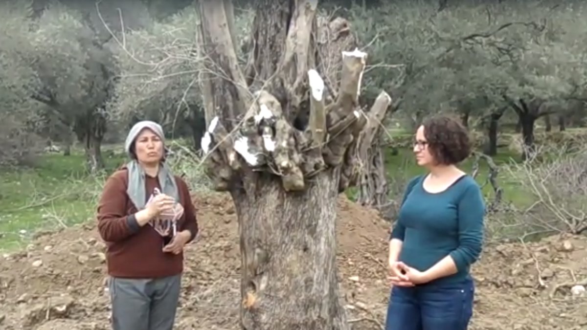 İkizköylülerin 'Zeytinlik' direnişine çığ gibi destek