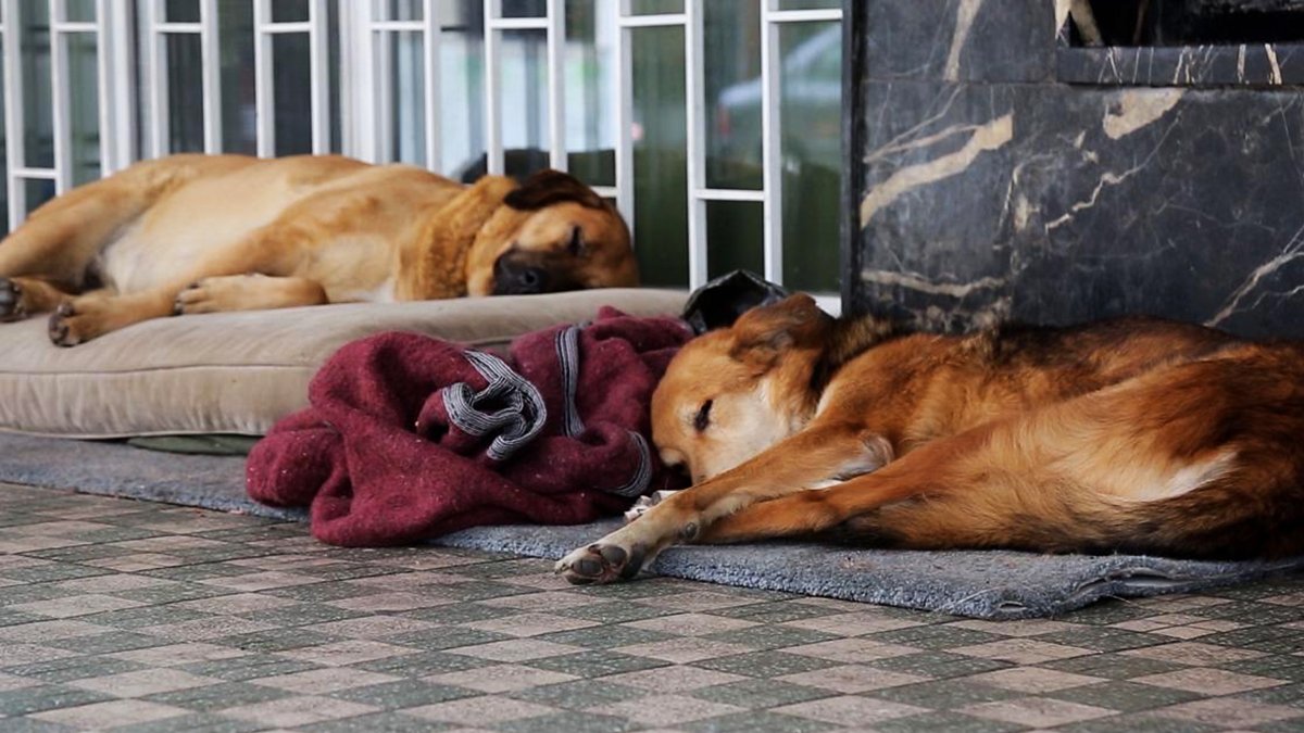 Sokaklarda Ölüm Ve İstismar Arasında Geçen Yaşamlar! İşte Dünya Sokak Hayvanları Günü Ve Bilinmeyenleri