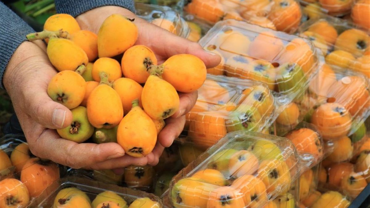 Mersin'de ilk hasadı yapılan yenidünya meyvesinin fiyatını duyanlar şoke oldu