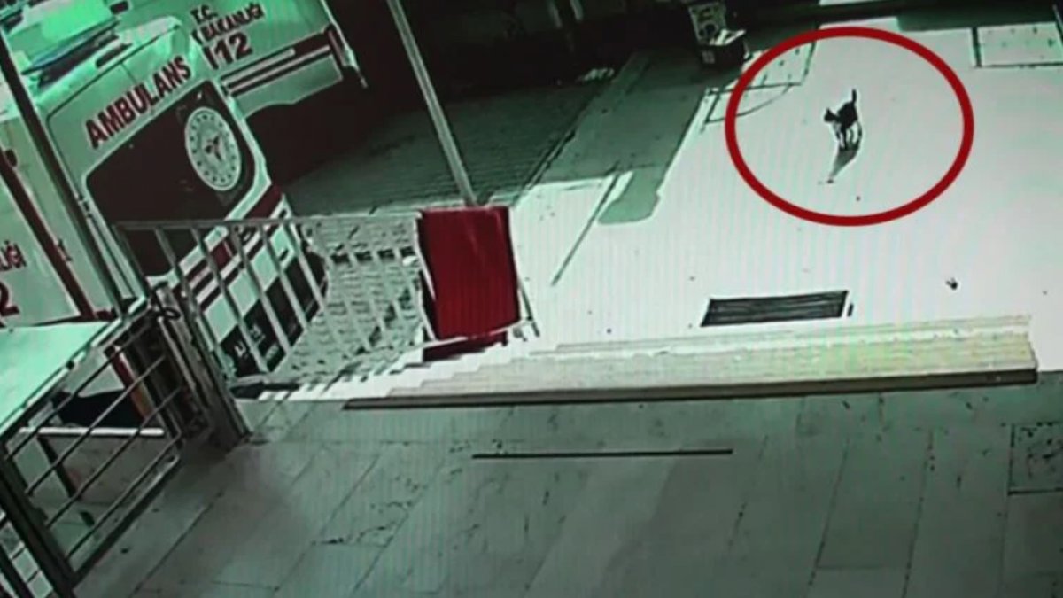 Karaman'da yürek ısıtan görüntüler: Doğum sancısı çeken kedi aile sağlığı merkezine geldi