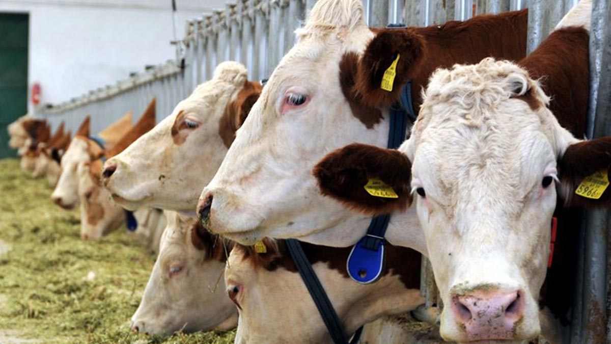 Üreticiler Türkiye'yi bekleyen tehlikeyi uyardı: Et ve süt bulamayabiliriz