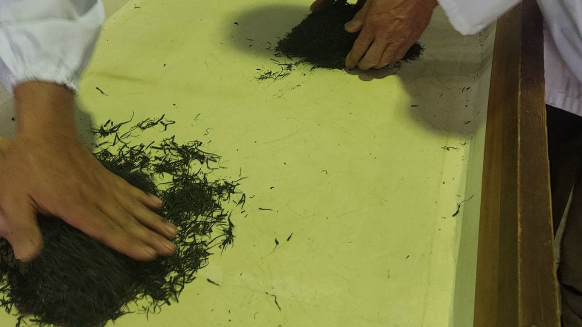 1 kilo yeşil çay 226 bin liraya satıldı