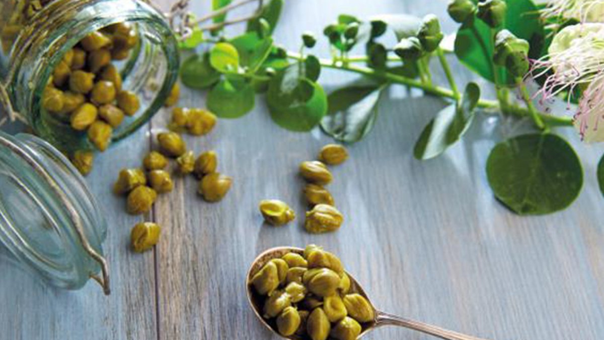 Bu Bitkinin Bir Ölüme Çaresi Yok! İşte Geleneksel Tıbbın En Şifacı Bitkisi Kapari ve Mucize Faydaları