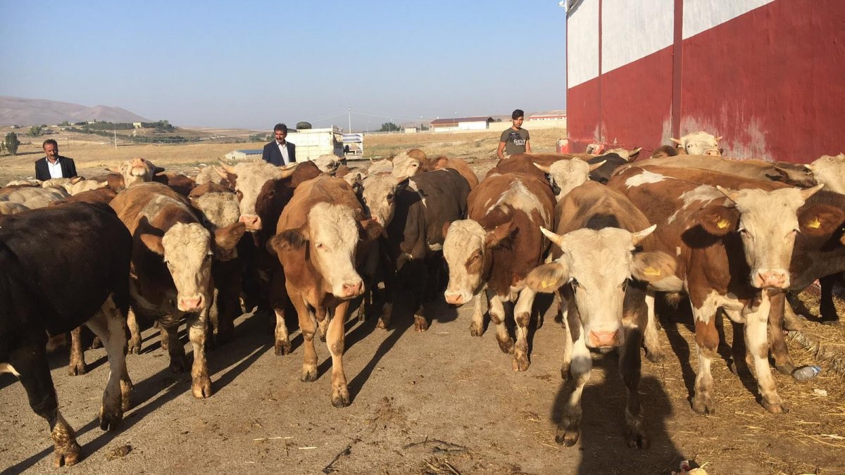 Tarım Kredi’de yem fiyatlarına 6 günde ikinci zam