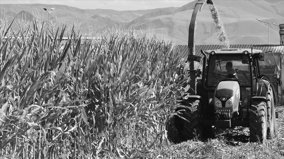 Tarlada 20 yıldır veri yok