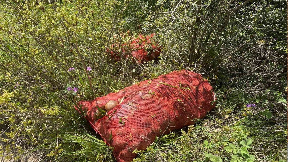 Pendik’te çuval çuval soğan, ormana atılmış halde bulundu: Bunu yapana insan diyemem