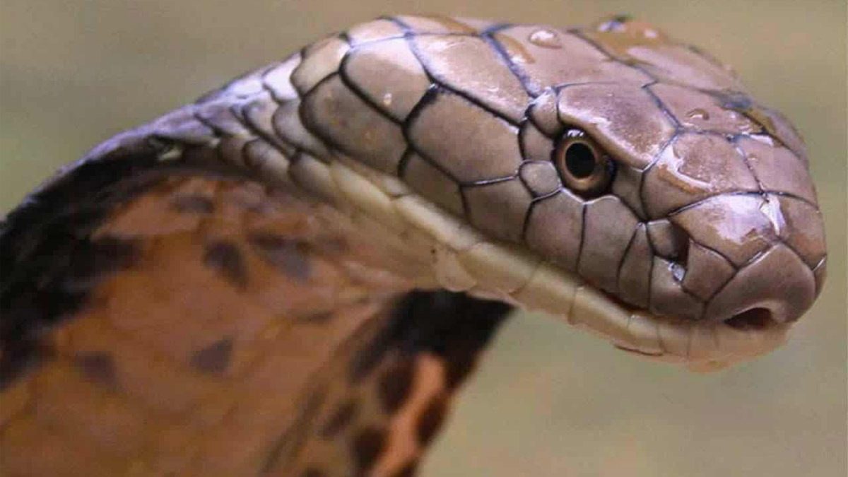 Bu Yılanlar Eltiniz Ve Görümcenizden Bile Zehirli! İşte Dünyanın En Zehirli Yılanları