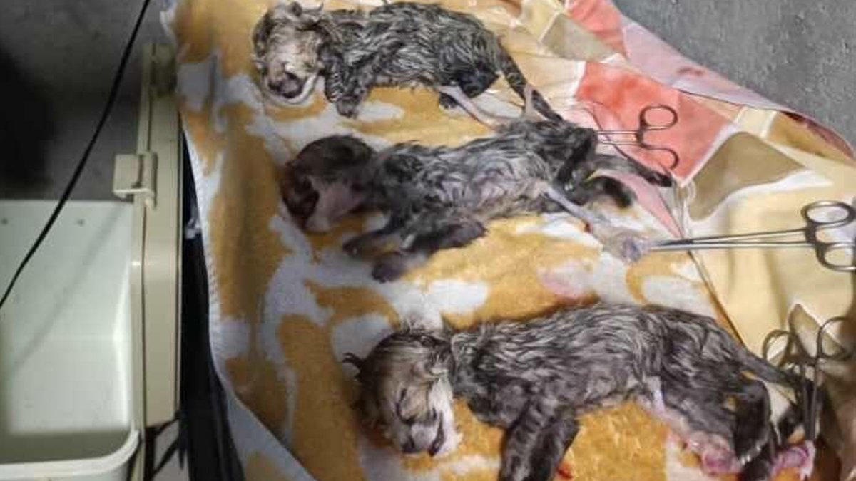 Soyu tükenmek üzere olan Asya çitası 3 yavru dünyaya getirdi