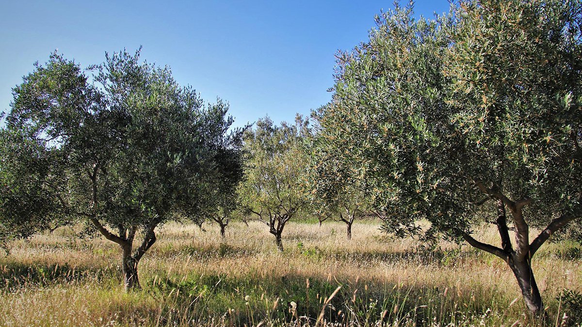 'Ders niteliğinde karar': Danıştay 'Zeytinlik Yasası'nı durdurdu