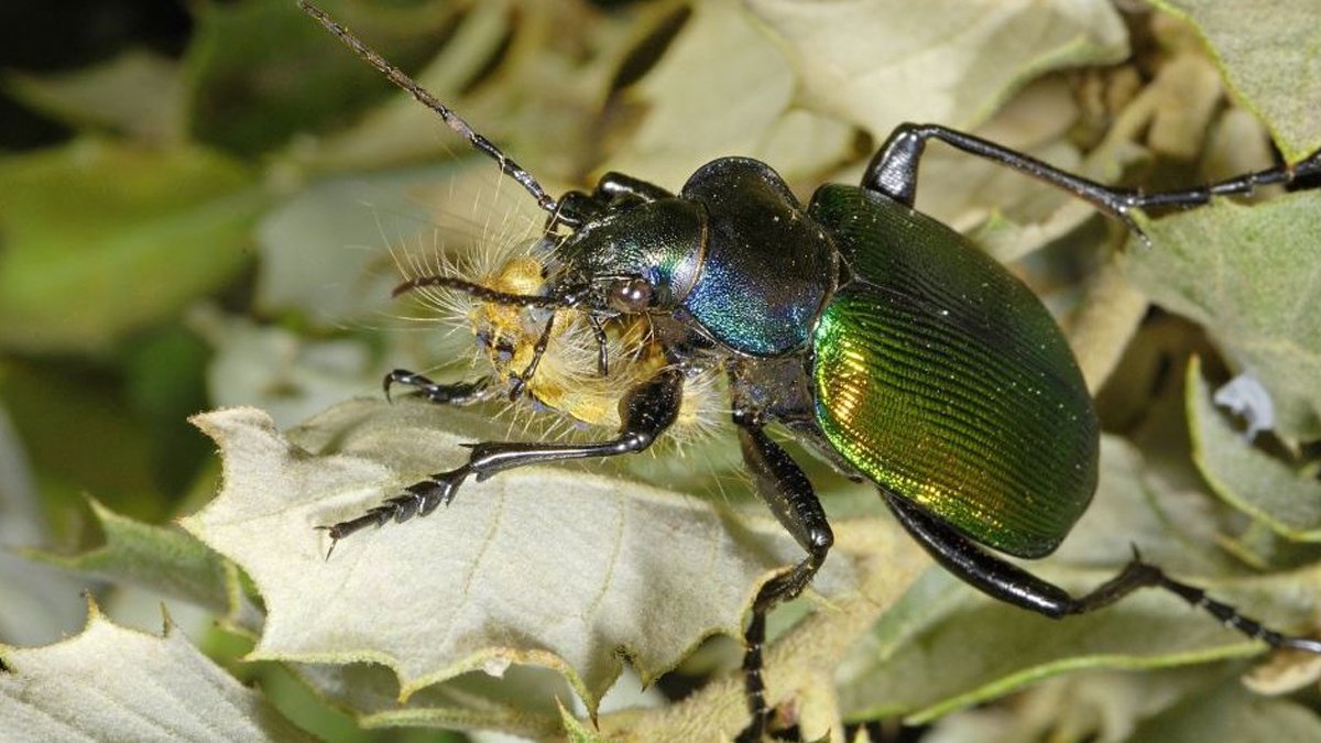 Belçika ormanlarını Türkiye’den ithal ettiği ‘terminatör böcekler’ koruyacak