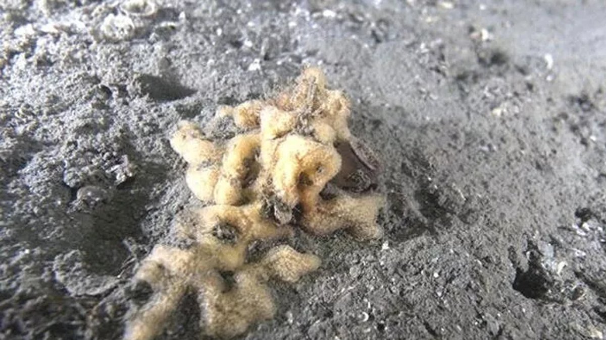 Marmara'dan sevindirici haber: Kaybolan sünger toplulukları yeniden canlandı