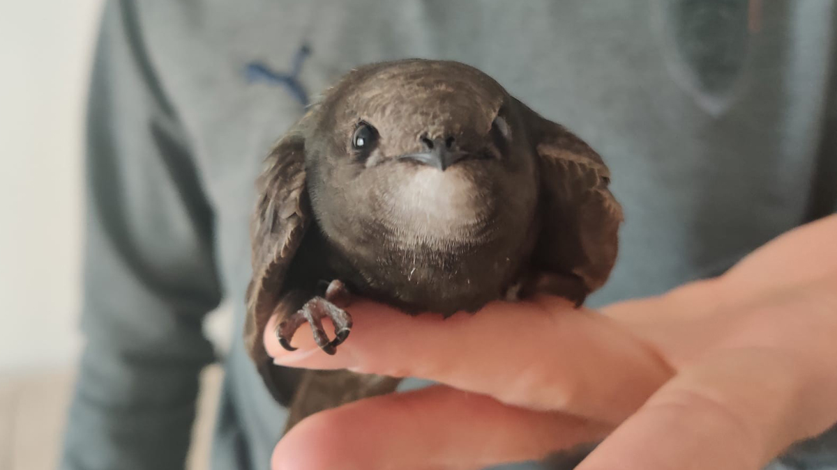 Dünyanın en nadir canlılarından! Sabah uyandığında balkonda buldu