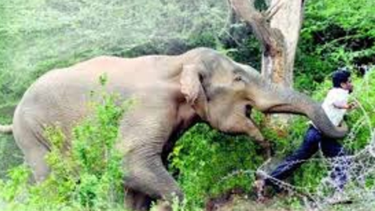 Zimbabve'de bu yıl 60 kişi fil saldırısında öldü