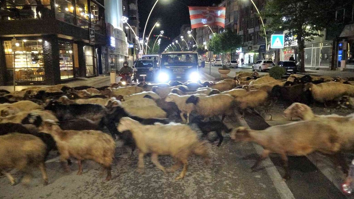 Trafik durdu, koyun sürüsü geçti