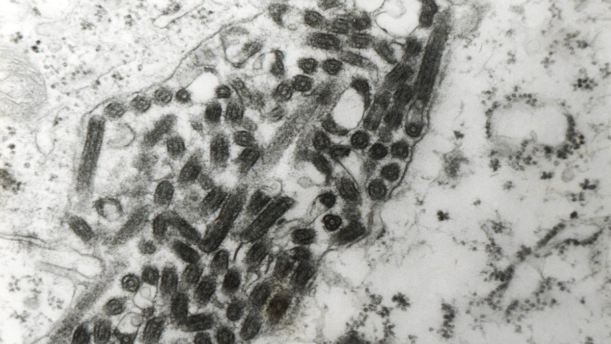 Quando si dice coronavirus, epatite misteriosa, vaiolo delle scimmie… Nuovo allarme virus dal vicino!