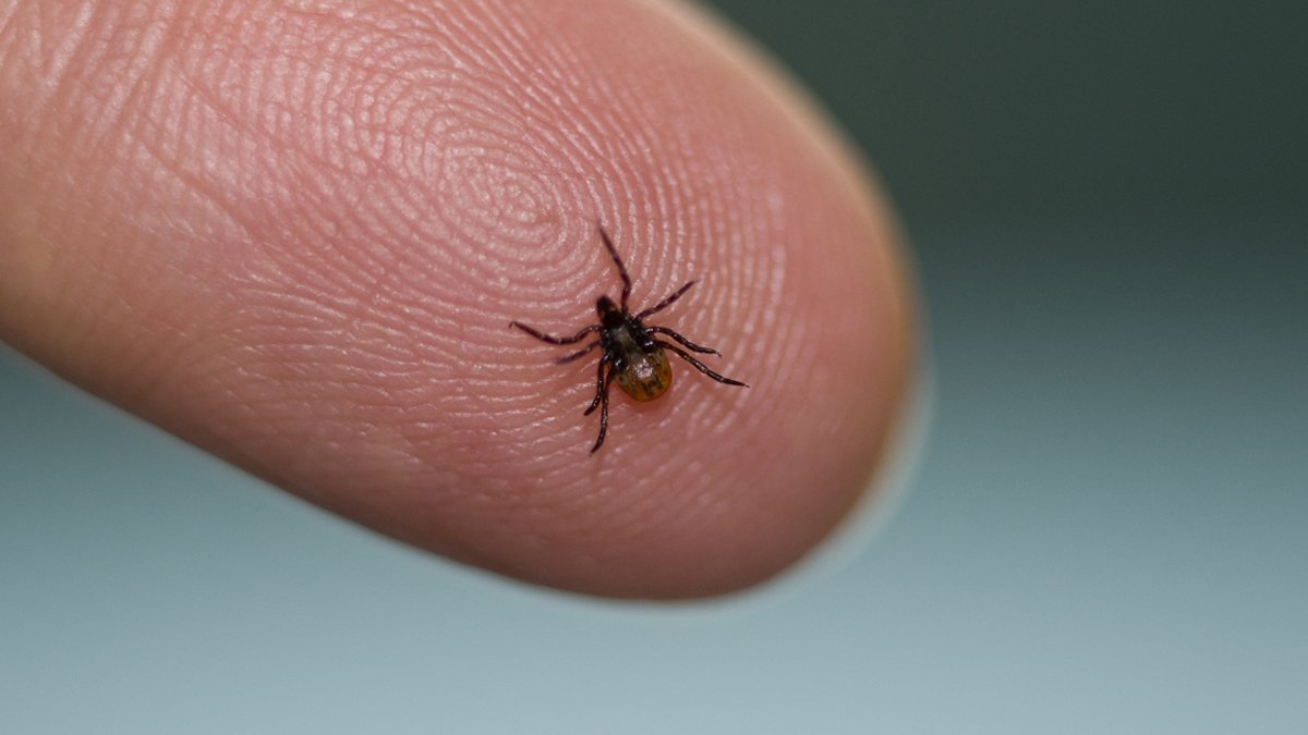 Kabus hortladı! Bu sene çok daha ölümcül, sakın çıplak elle...
