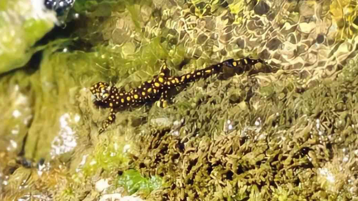 Nesli tükenmek üzereydi Siirt'te görüldü
