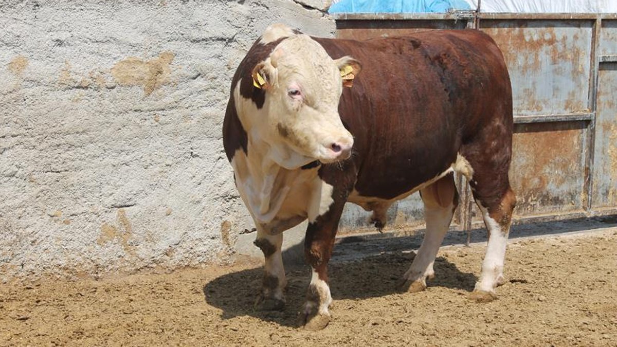 Artan maliyetler besicileri vurdu: Hayvanlarımız açlıktan kısır kaldılar