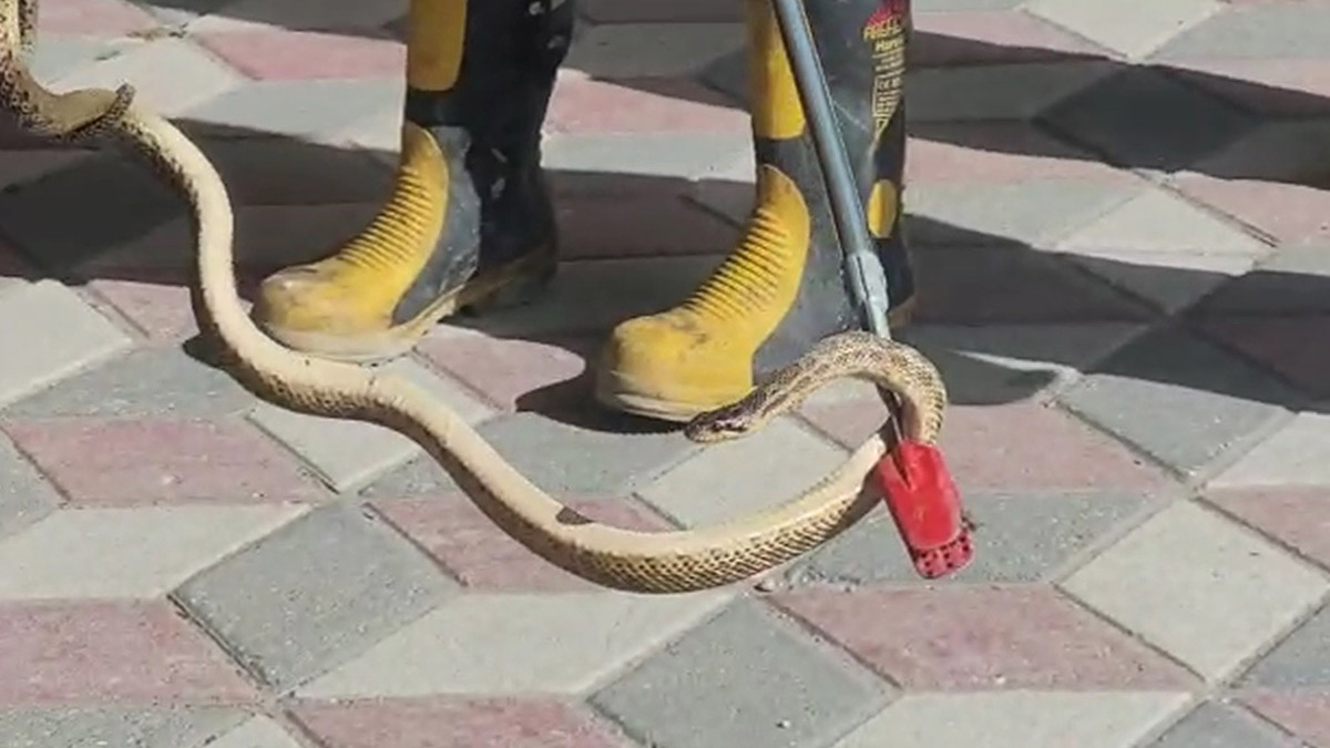 Havalar ısınınca yılanlar şehre indi