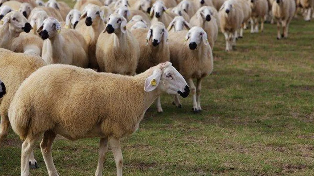 Gök gürültüsünden korkup birbirini ezdiler: 55 ölü