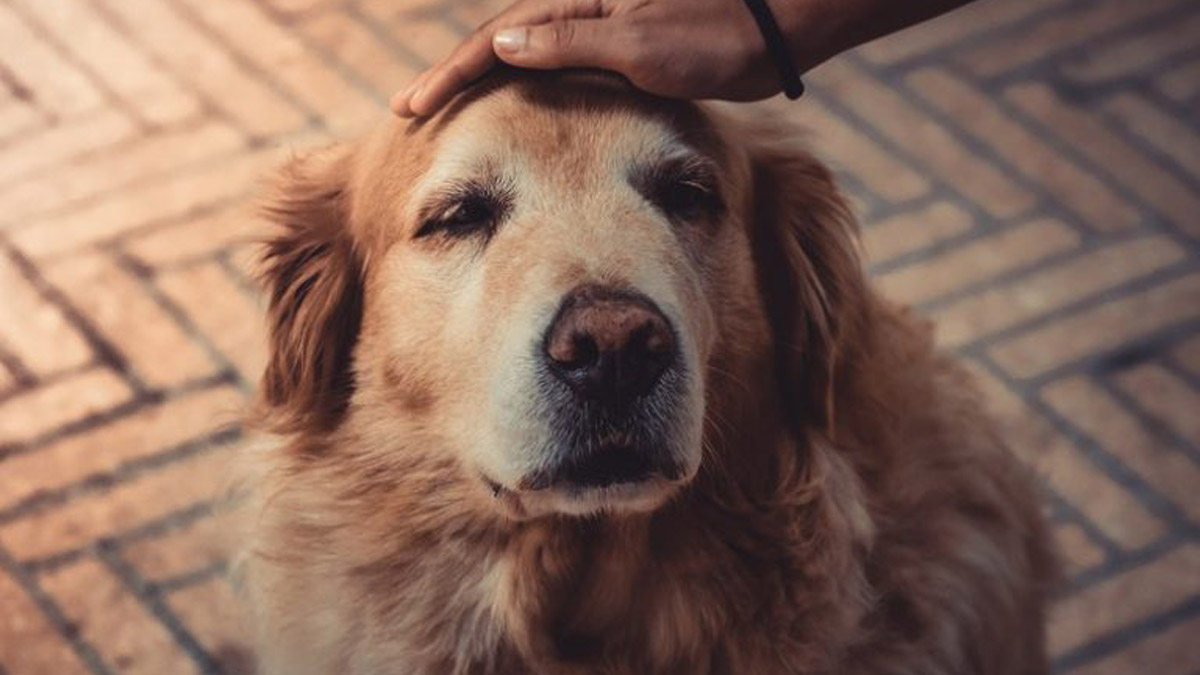 Yaşlı Evcil Hayvanınızın Sersemlemiş Bir Şekilde Etrafa Bakmasının Nedeni Bu Olabilir