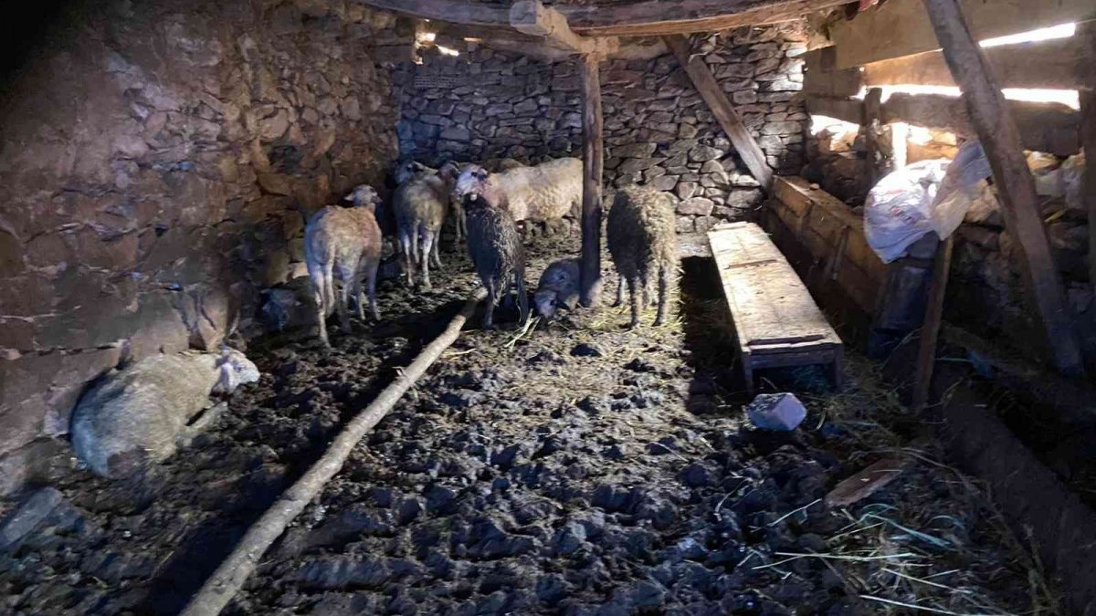 Tokat’ta ağıla kurt girdi: 100’e yakın koyun öldü