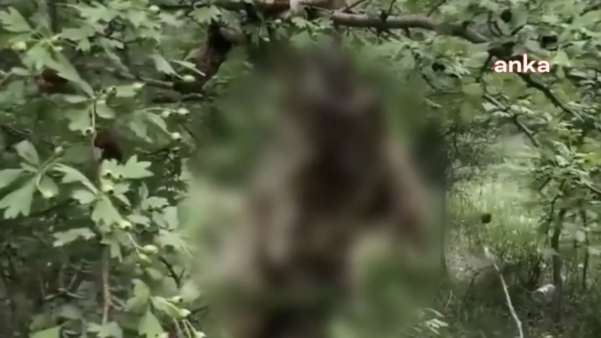 Sokak köpeğini ağaca asarak öldürdüler!