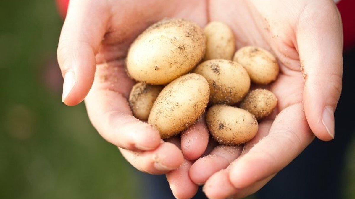 Patatesle Temizleyebileceğiniz 5 Şeyi Öğrenince Küçük Dilinizi Yutacaksınız