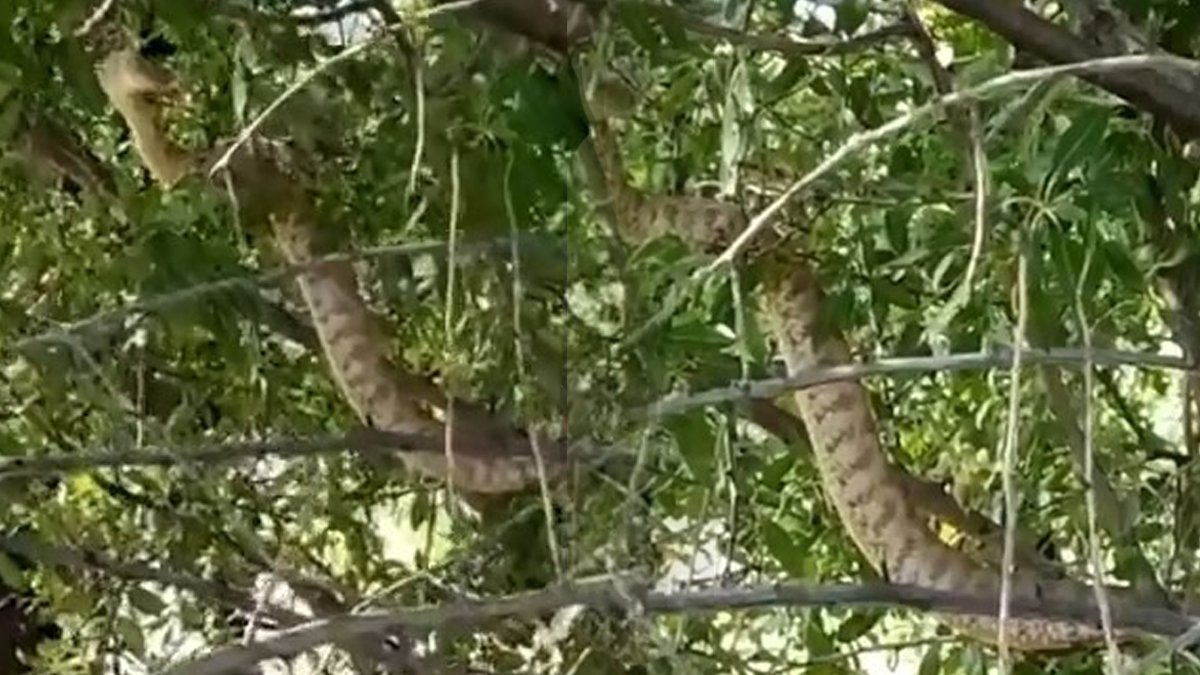 Tek ısırığı öldürmeye yetiyor! Türkiye’nin en zehirli yılanı o ilimizde ortaya çıktı