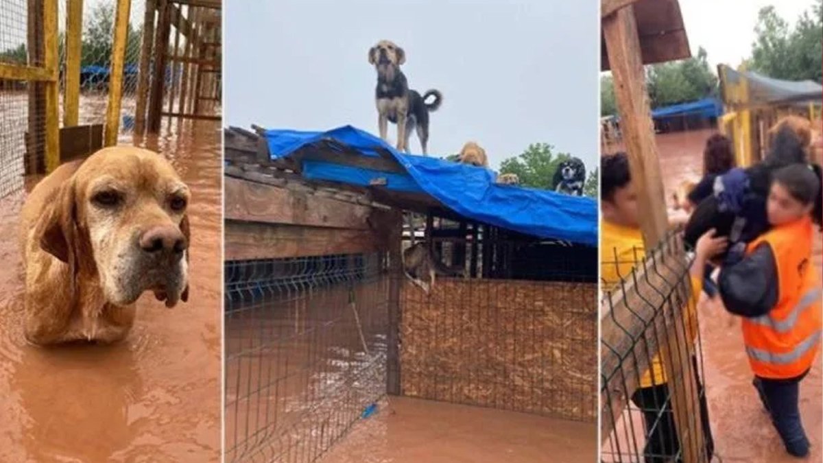 Bartın'daki selde barınakta kilitli bulunan 56 köpek öldü