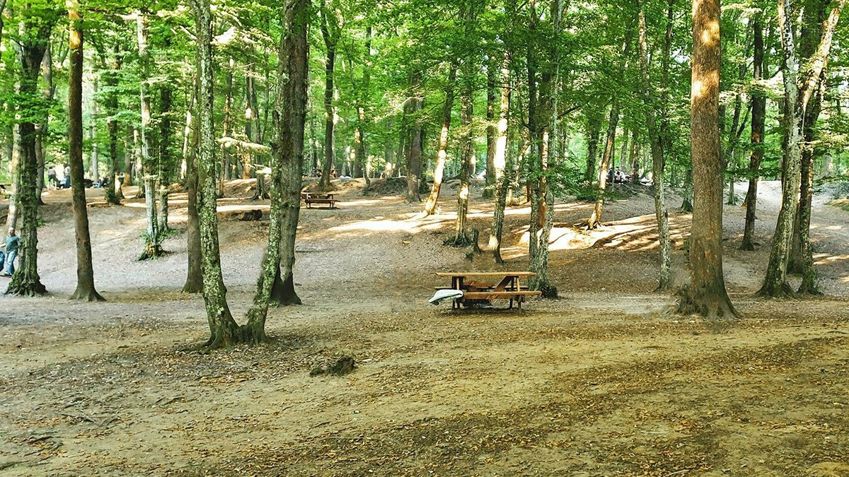 İstanbul'da ormanlık alan kararı: Girişler yasaklandı