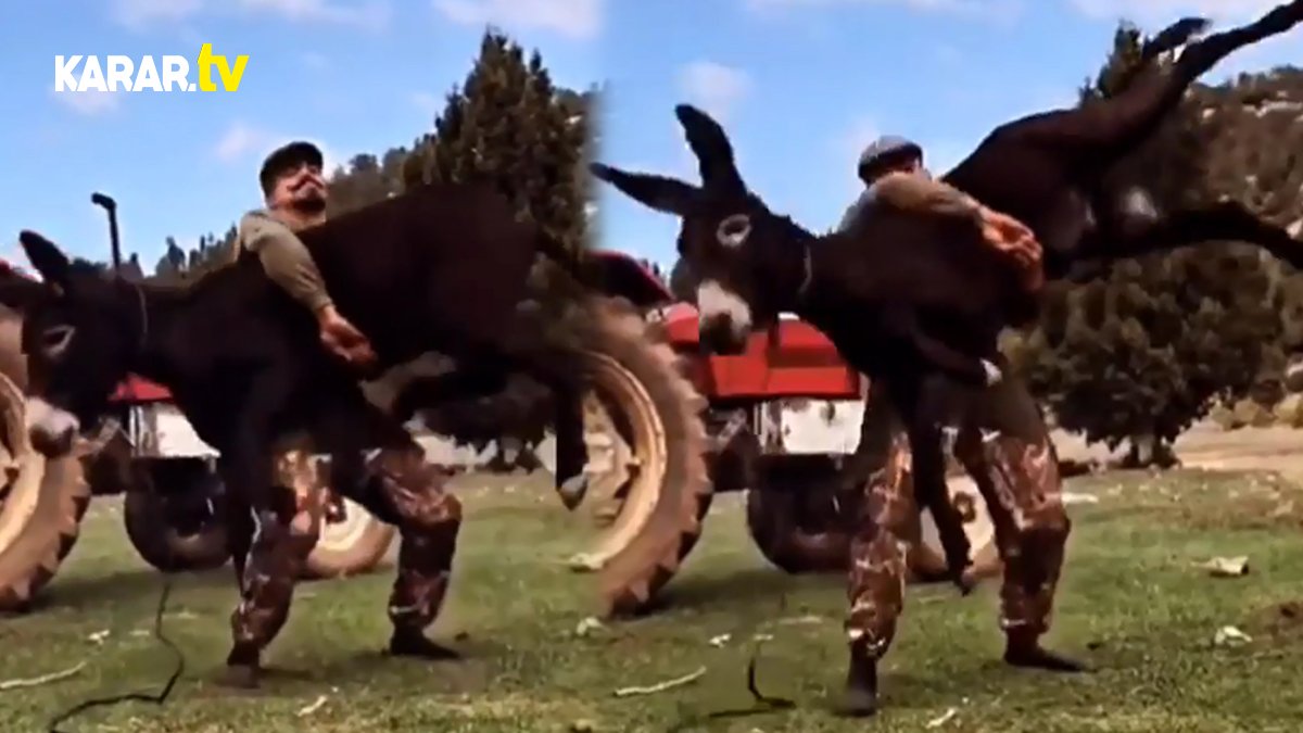 Başpehlivan Şimşek kendisine altın kemeri kazandıran oyunu eşek ile çalışmış