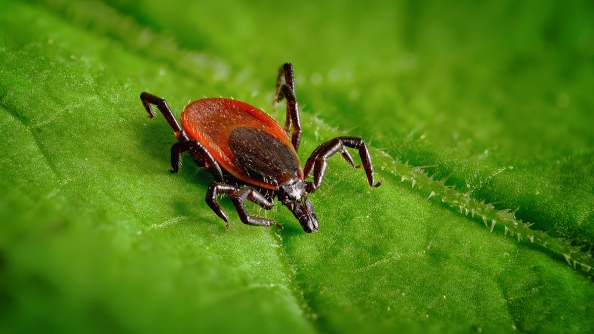 Müdahaleler fayda etmedi… Sivas'ta bir kene can aldı