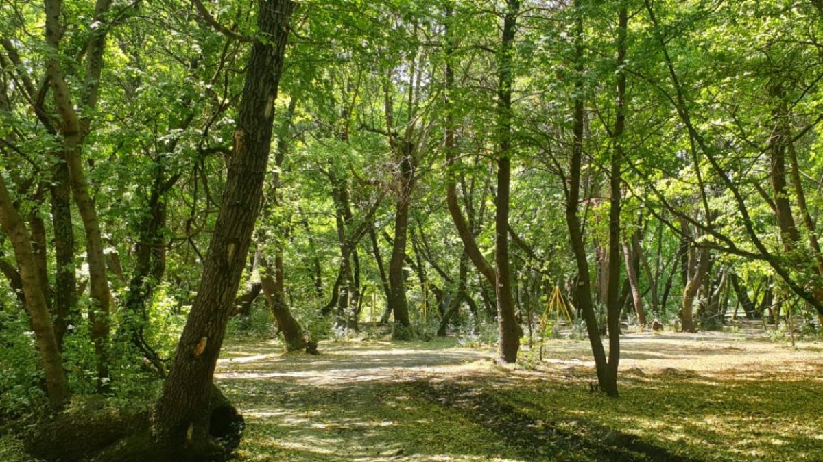 Tokat’ta ormanlık alanlara giriş yasağı