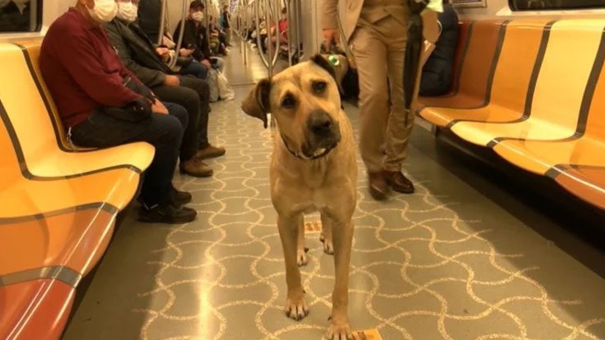 Fenomen köpek Boji, kripto paraya dönüştü