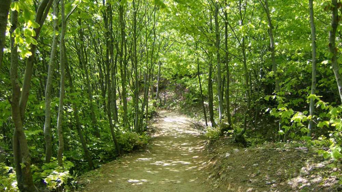 Yalova'da ormanlara giriş çıkış yasağı