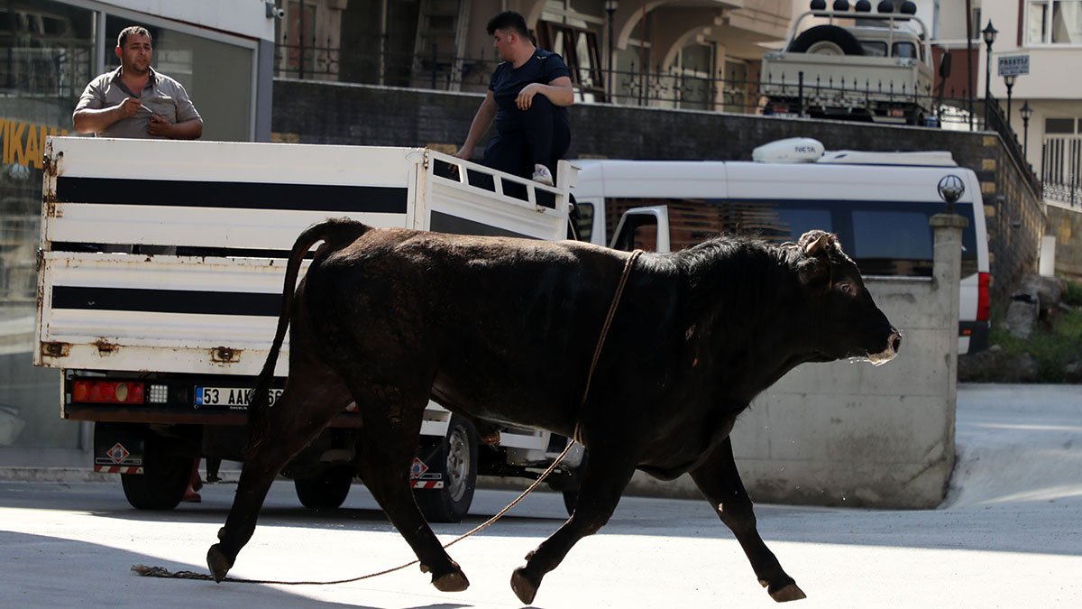 Rize'de 1 saatlik kovalamaca: Sahiplerinin elinden kaçan boğa zor anlar yaşattı