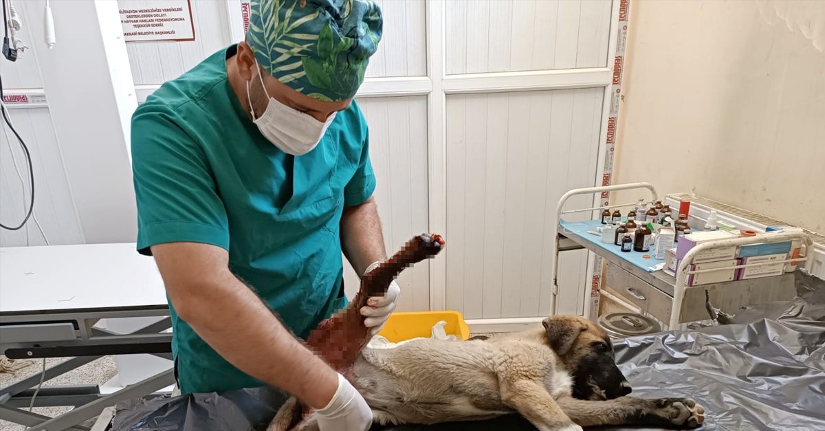 Hakkâri'de yılan paniği: Bir haftada iki köpeği ısırdılar