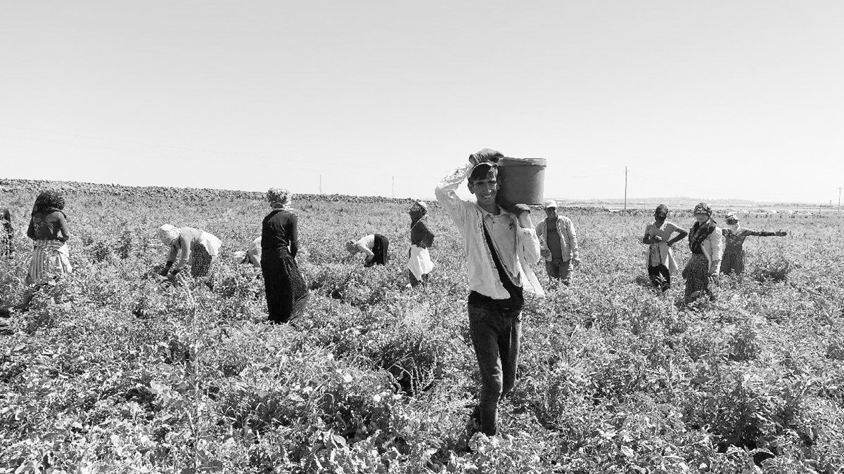 Tarla fiyatı bir senede manavı geçti