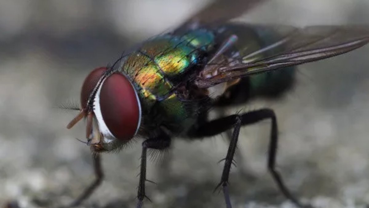 Yaydığı kokuyla çekip öldürüyor! Yaz aylarının korkulu canavarına dikkat