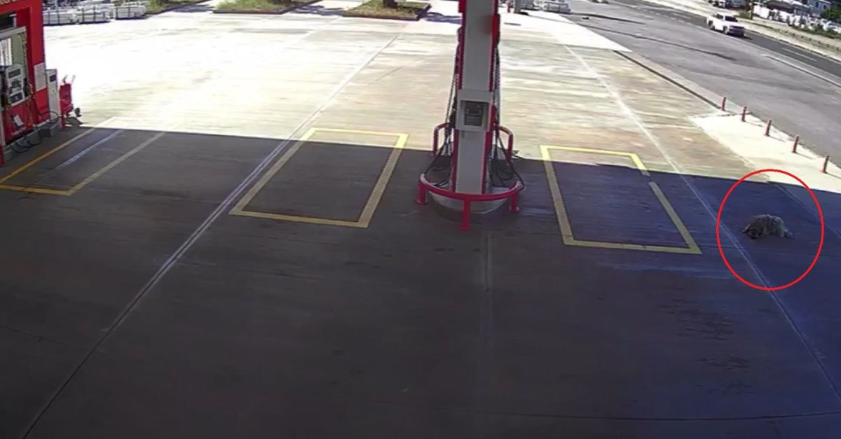 Kamyonetiyle yol kenarındaki köpeği ezdi: 2 bin TL para cezası ile serbest