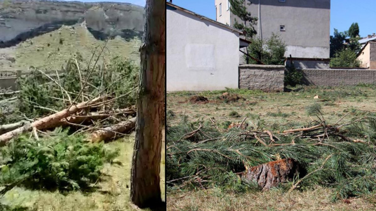 Yer: Sivas... 'Gölge yapıyor' diye asırlık çam ağaçlarını kestiler!