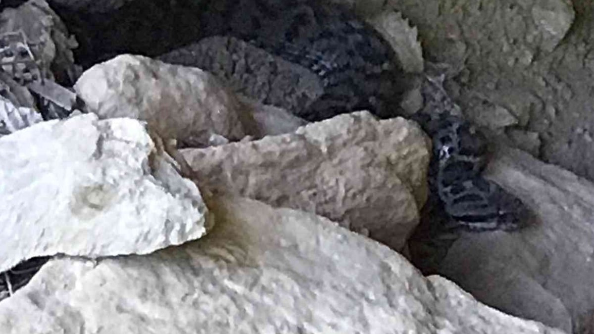 Türkiye'de çok nadir görülüyor: Isırdığında bir saat içinde öldürüyor