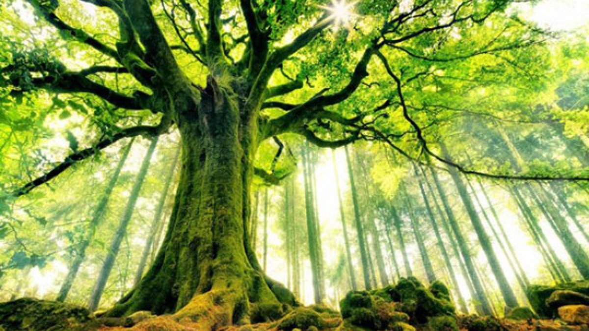 Kaynana, Kayınbaba ve Kayınbirader kelimesinin kökenini öğrenince şoke olacaksınız