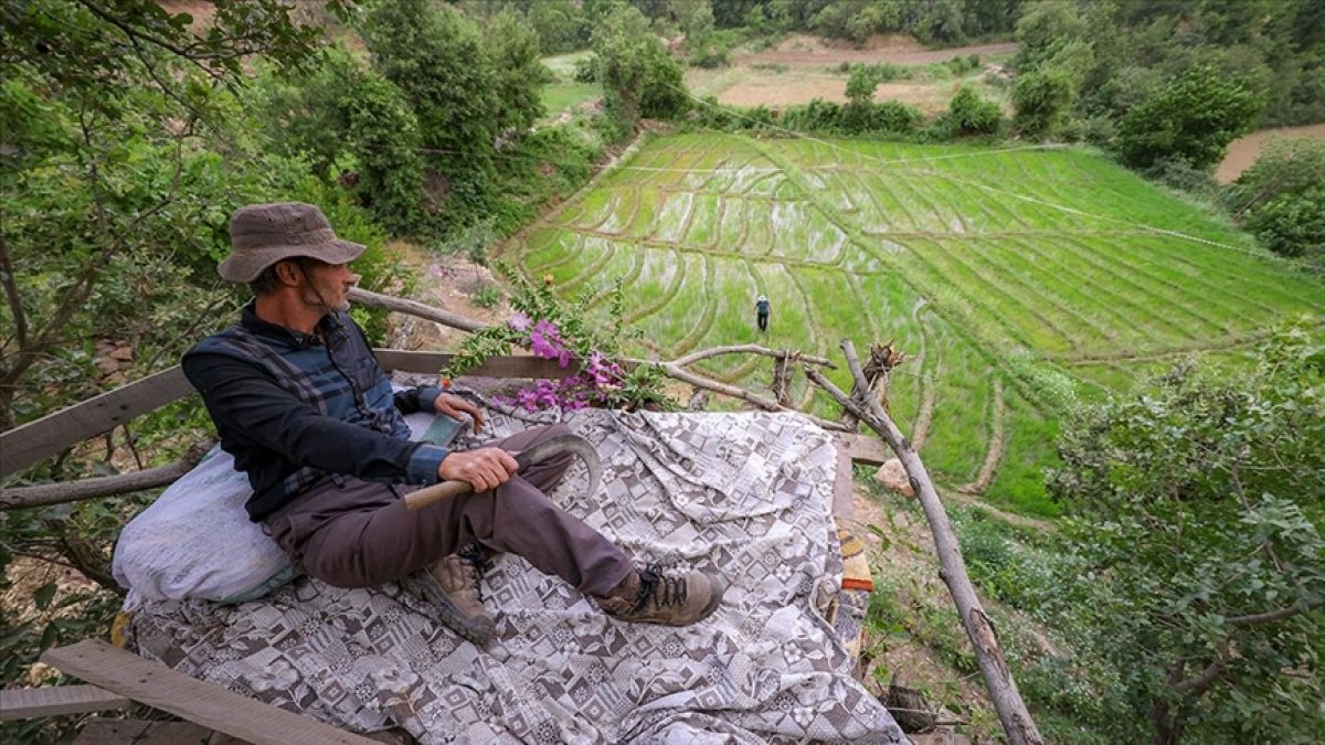Hakkari'de ağaç üzerinde domuz nöbeti: Nöbet tutmazsak ürünü kaldıramayız