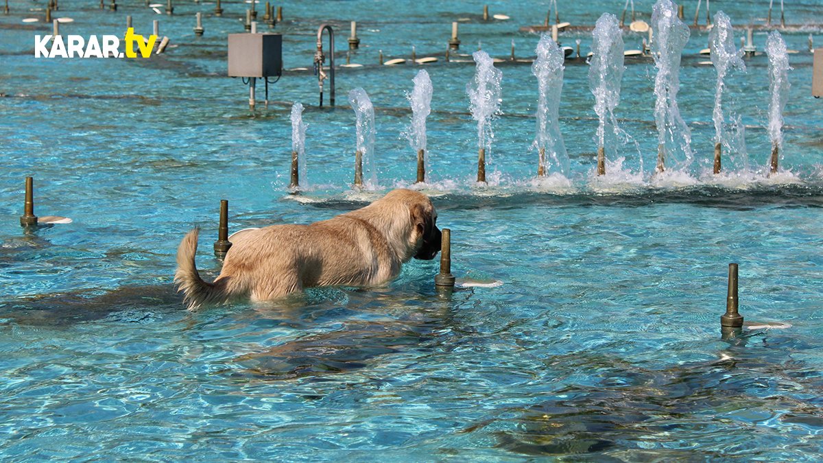Aydın'da sıcaktan bunalan köpek süs havuzuna daldı görenler cep telefonlarına sarıldı