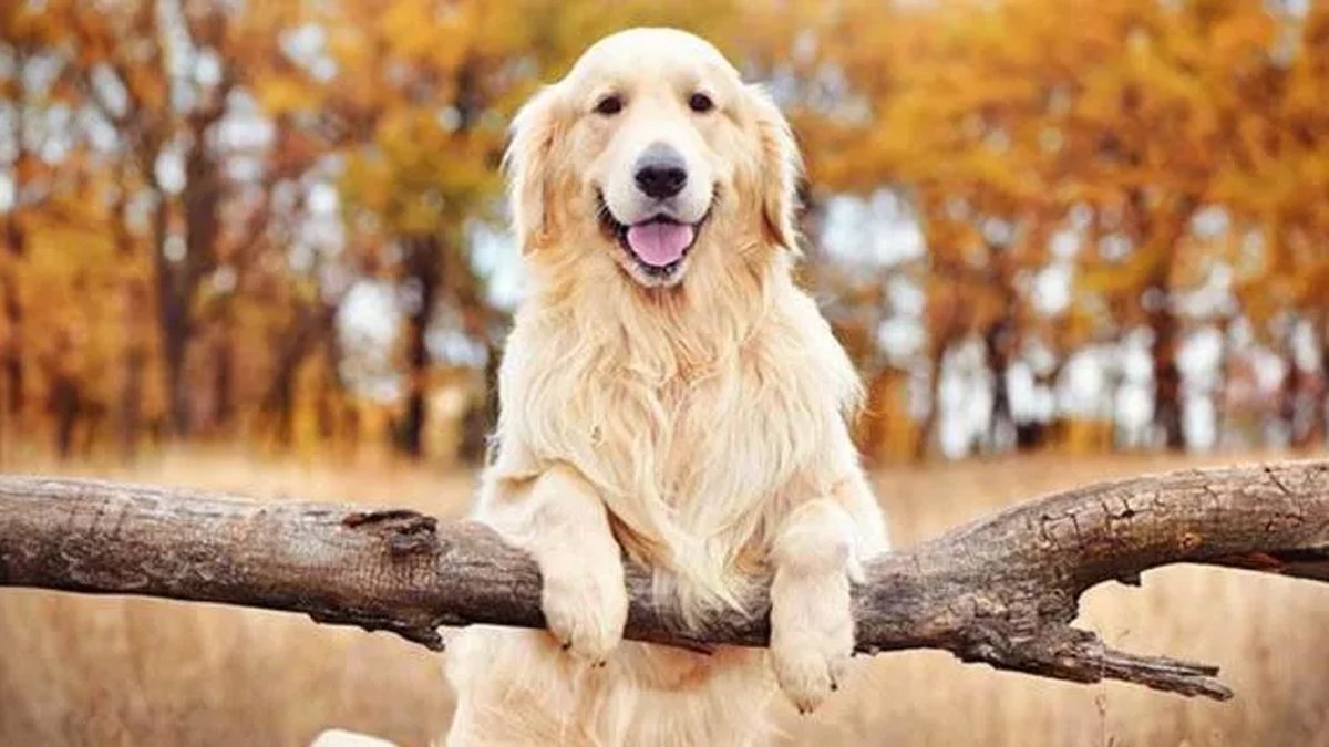 Bu köpekler akılları sayesinde kendine hayran bırakıyor! İşte en akıllı 5 köpek ırkı